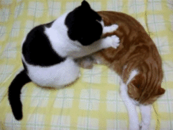Massage Cat